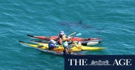 Stunning footage shows kayakers close encounter with great white