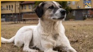 Supreme Court Calls Chief Secretaries of States, UTs Over Stray Dog Order Non