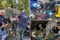 Suffolk County house of horrors found with hundreds of animals and elderly woman living in filth: cops