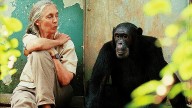 Muere a los 91 años la etóloga británica Jane Goodall: Era considerada pionera en el estudio de los chimpancés