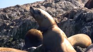 Rescatistas liberan a un lobo marino de una correa de plástico con ayuda de un dron