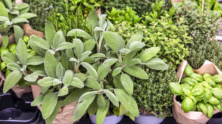 Homegrown Herbs You Should Try Burning In Your Home