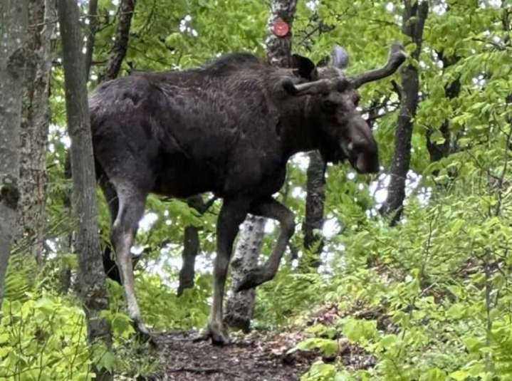 Immovable moose that shut down ADK mountain didn’t have brainworm, report says