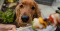 Cómo elegir la dieta correcta para tu mascota según raza, edad y estilo de vida