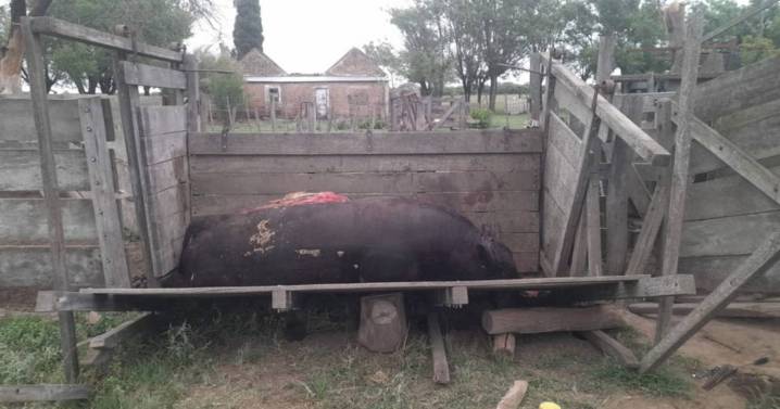 Productores hartos de la inseguridad rural: “Nos faenan animales todos los días"