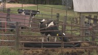 Arkansas farm at risk of closing as government shutdown continues