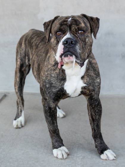 Longmont Humane Society Pet of the Week for Oct. 18, 2025