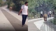 Video: Lions Spotted on Shatrunjay Hill in Palitana, Devotees Stunned