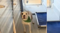 Pennsylvania Rescue Dog Shows Gratitude To Volunteer Who Gives Him A Break