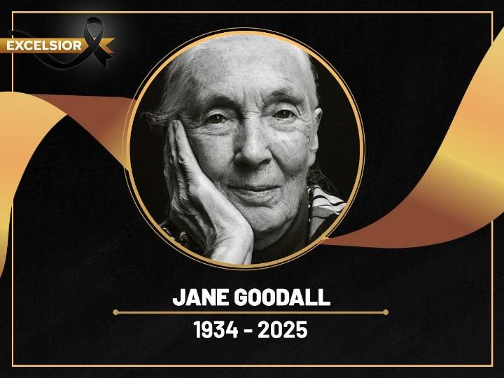 Muere Jane Goodall a los 91 años, autoridad mundial de los chimpancés