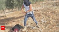 Struck over the head: Israeli settlers attack Palestinian farmers in West Bank; video captures assault on woman