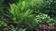 The Flowering Plant That Can Bring A Pop Of Color To A Shade Garden