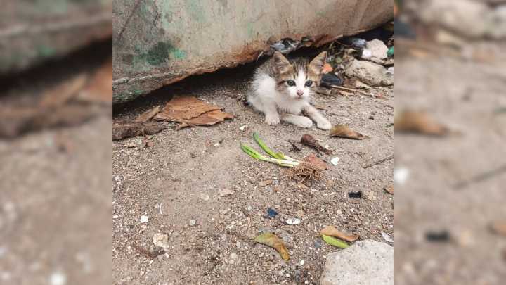 Hallan gata en basurero con las patas fracturadas
