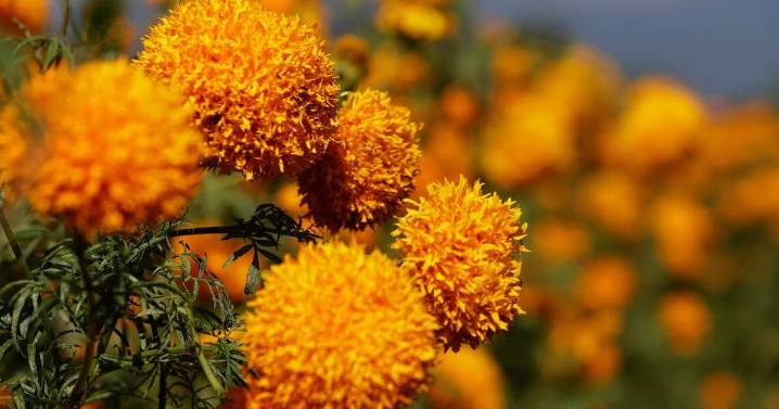 Ciudad de México celebra una producción récord de flor de cempasúchil para el Día de Muertos