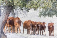 Los guardianes de los ecosistemas están en los Pedroches: así se pone en valor su producto ecológico