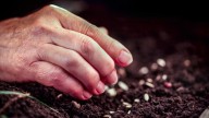 The Beginner Friendly Flower You Can Easily Grow From Seed