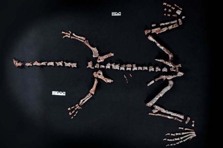 Científicos del CONICET descubrieron en La Rioja uno de los dinosaurios más antiguos del mundo