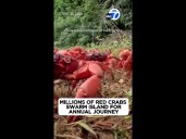 Millions of red crabs swarm island for annual journey to ocean