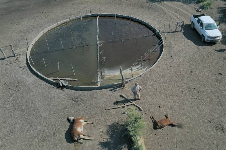 Perdió 317.000 vacas. Se conoció un relevamiento demoledor sobre la sequía en una provincia