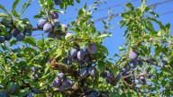 20 Companion Plants You Can Grow To Encourage A Healthier Plum Tree