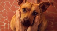 La verdadera historia de Amendoim, el perro que protagoniza Caramelo