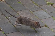 Rat-astrophe: Claims for rodent-related vehicle damage on the rise, says insurer
