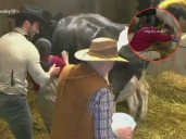 Una vaca orina a La Bea en La Granja VIP: el video se hace viral
