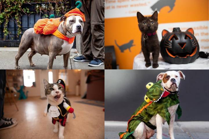 Tips For Managing Pet Anxiety On Halloween Night