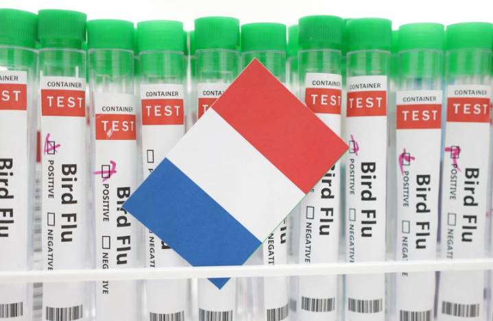 France raises bird flu alert level to ‘high’ after new cases