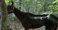 A malnourished horse in Caldwell County died. Owner has been charged with animal cruelty before