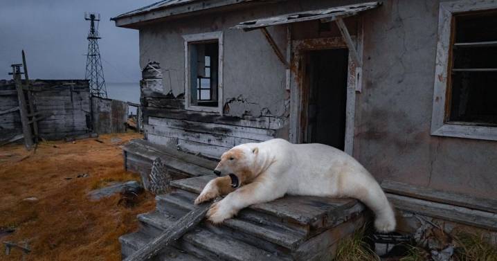 Photos show polar bears chilling at home in abandoned Russian research station