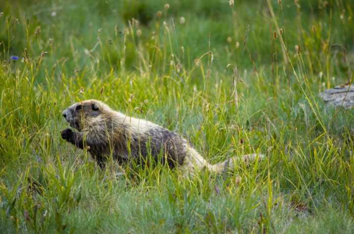 National nonprofit sues to protect Olympic marmots in WA state. Here’s why