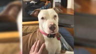 Michigan Owner Drops Off Dog For Boarding Then Vanishes Without A Word, Leaving Her Confused