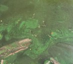 Hudson River Hit With Largest Toxic Bloom In 40 Years