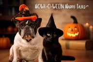 It’s Voting Time! Win $1,000 for a Local Animal Shelter