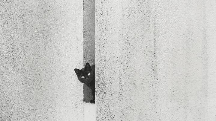 El motivo por el que esta ciudad catalana prohíbe adoptar gatos negros hasta después de Halloween