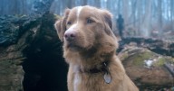 ‘Good Boy’: The Haunted House Movie From the Point of View of a Dog