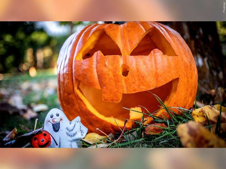 Don’t toss your Halloween pumpkin — bake, compost or feed it to farm animals instead