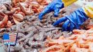 Shrimp exports to the US down 75% in Sept