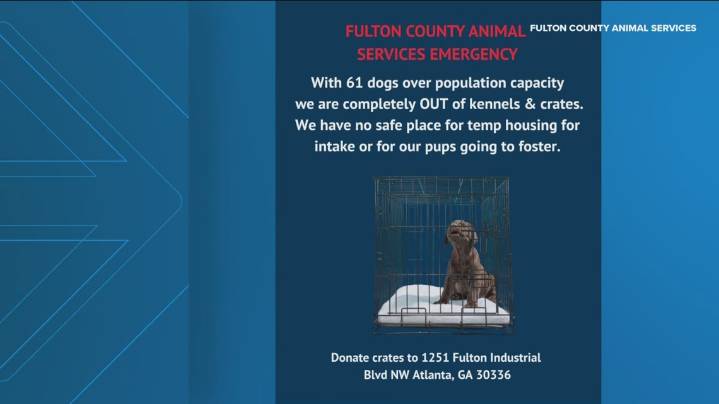 Animal shelter '60 dogs over capacity' urging community to adopt, foster