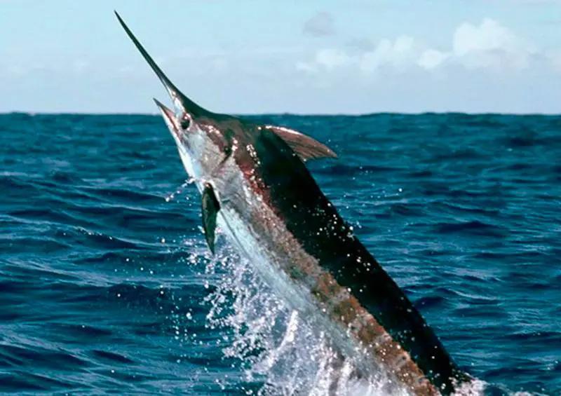 Puerto Vallarta se alista para la 69ª edición del Torneo Internacional de Pesca