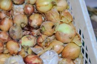 Alcaldía cerró establecimiento de venta de frutas y verduras por fallas sanitarias