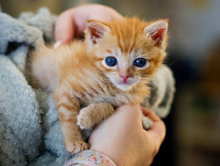 California bans cat declawing under new state law