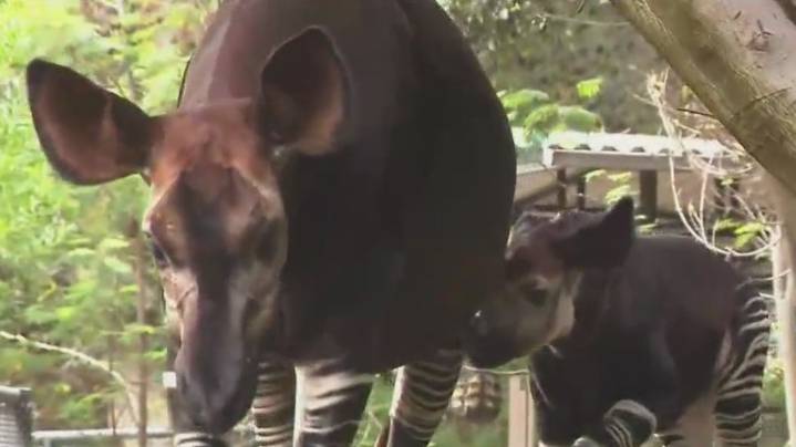 Meet the new Okapi baby at the San Diego Zoo