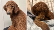 New York Foster Mom Discovers Her Rescue Dog Delivered A Surprise Overnight