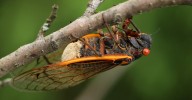 What humans might learn from nature’s real