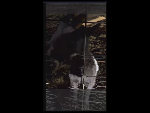 Come walk through Scarrigan Farms