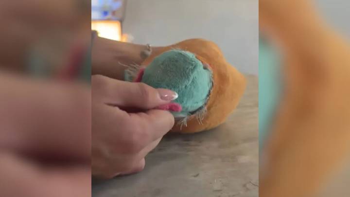 Dog From Michigan Destroys Favorite Toy And The Owner Is Shocked To See There Is Something Inside It