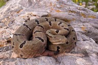 Puebla y Estado de México, los lugares con más picaduras de serpiente de cascabel