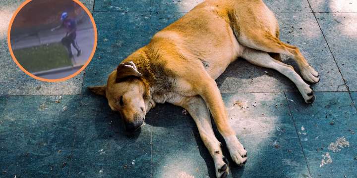 Identifican a hombre que habría envenenado a mascotas en San Isidro: cámaras revelan cómo esparcía polvo tóxico en parques